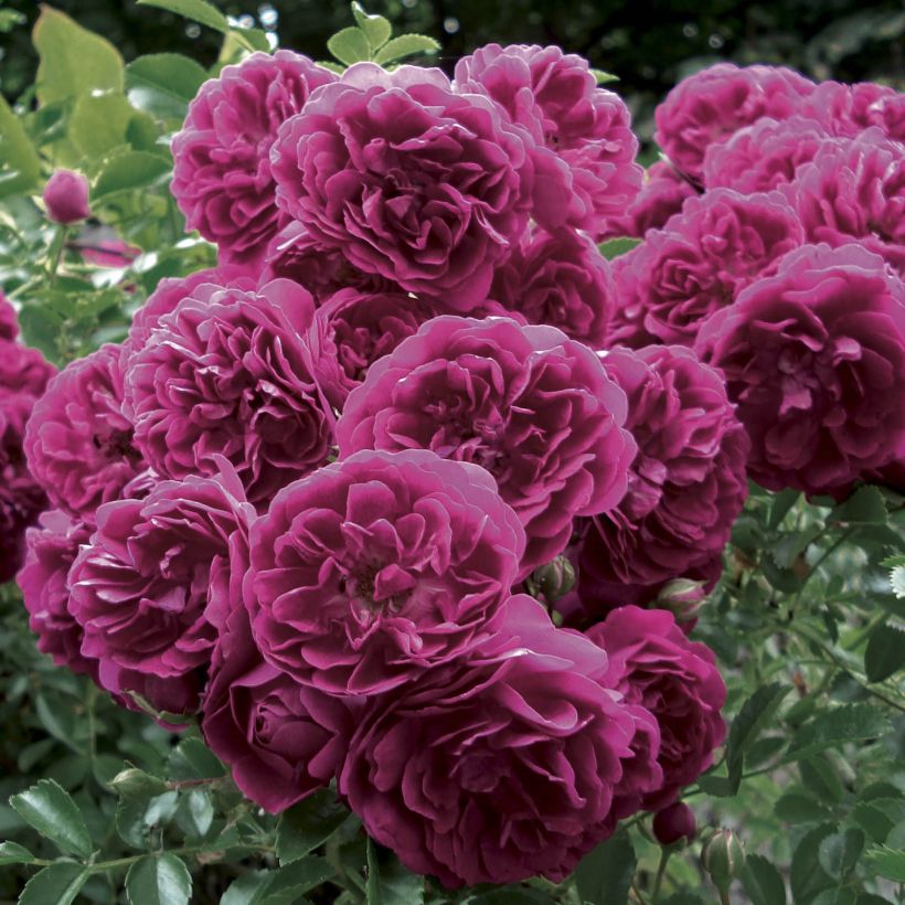 Rosa rampicante Crimson Shower (Fioritura)