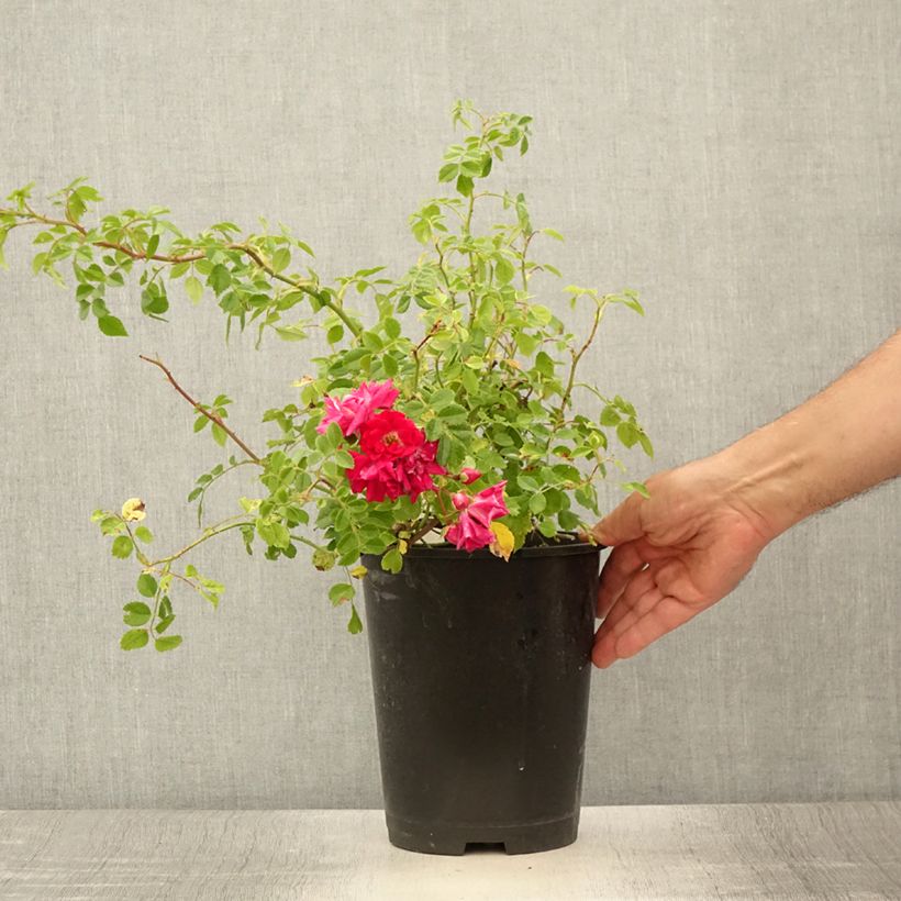 Esemplare di Rosa rampicante Crimson Shower Vaso da 3L/4L consegnato in estate