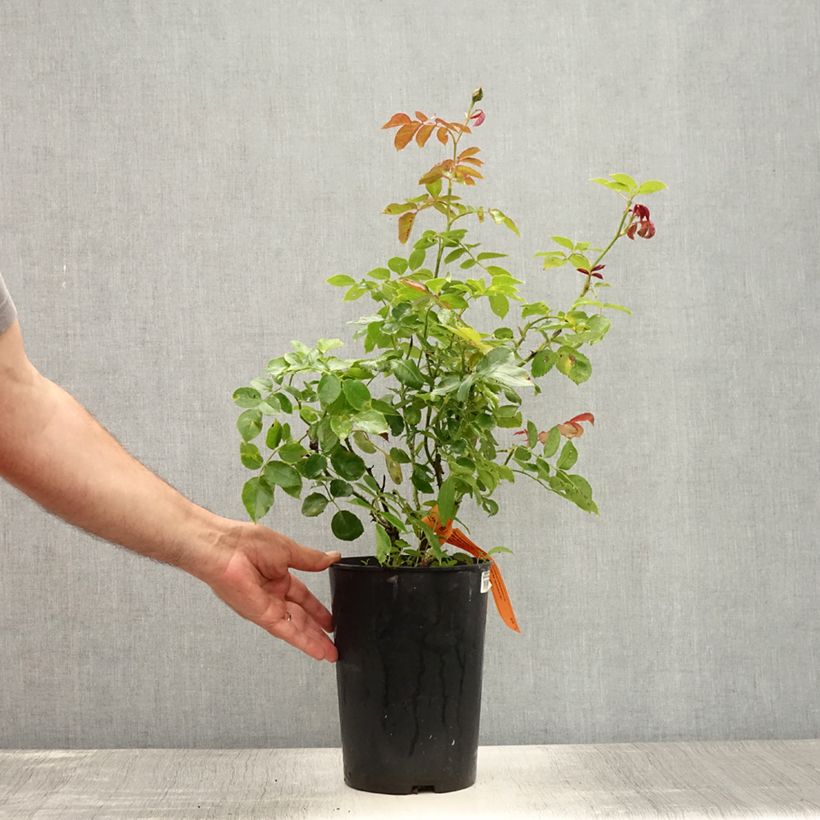 Esemplare di Rosa rampicante Cyclamen Pierre de Ronsard Vaso da 4L/5L consegnato in estate