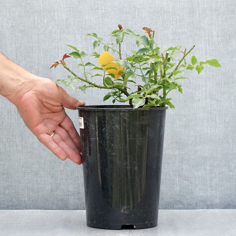 Esemplare di Rosa rampicante Dortmund Vaso da 4L/5L consegnato in estate