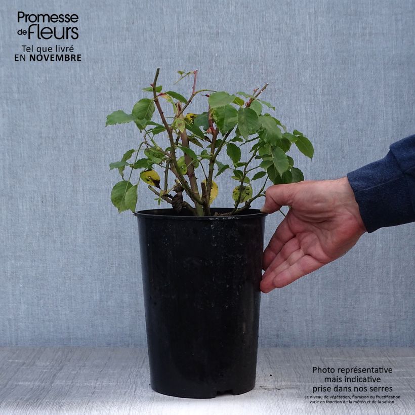 Esemplare di Rosa rampicante Etoile de Hollande Vaso da 4L/5L come consegnato in autunno