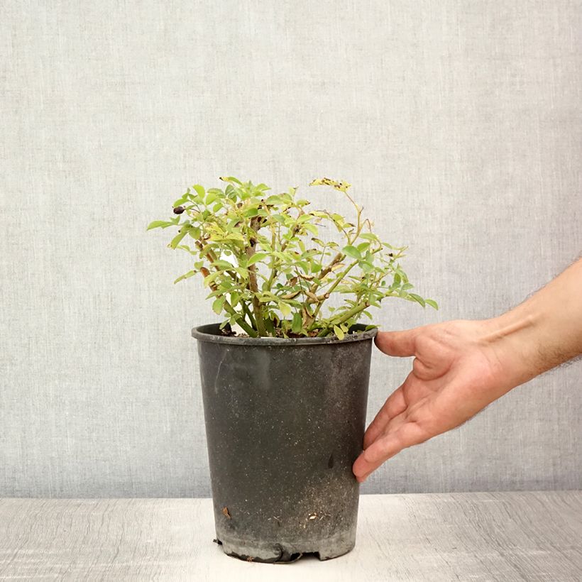 Esemplare di Rosa wichuraiana Excelsa - Rosa rampicante Vaso da 4L/5L consegnato in estate