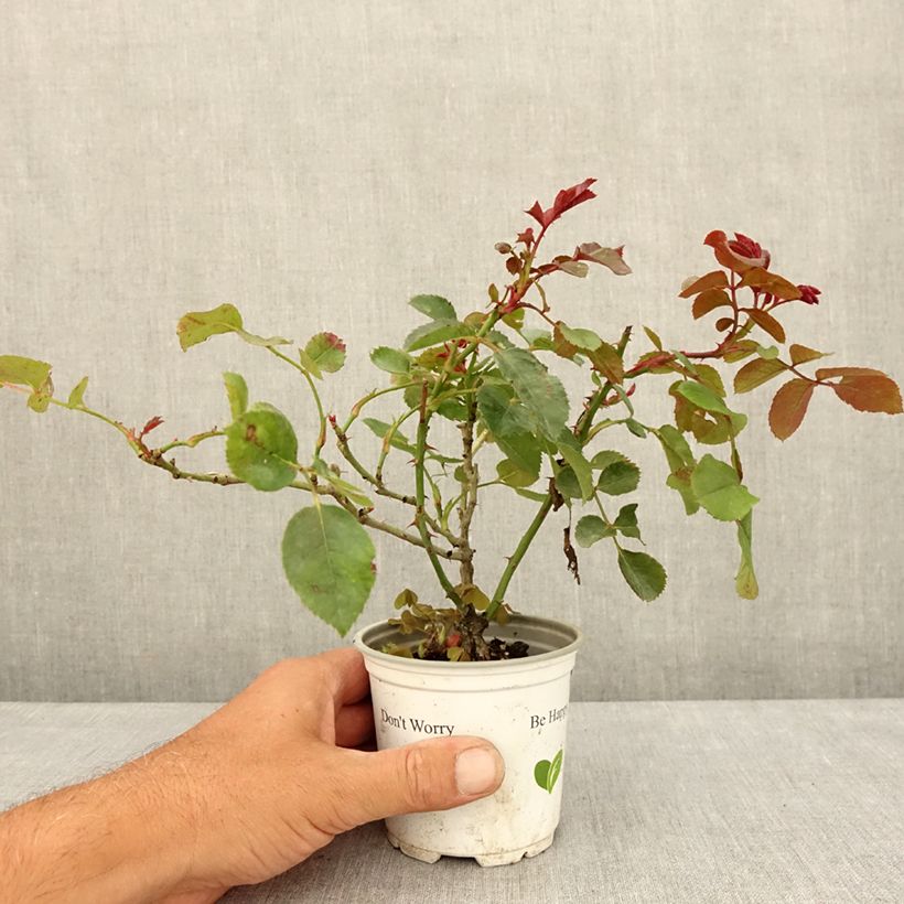 Esemplare di Rosa rampicante Florentina Vaso da Ø 10 cm/11 cm consegnato in estate
