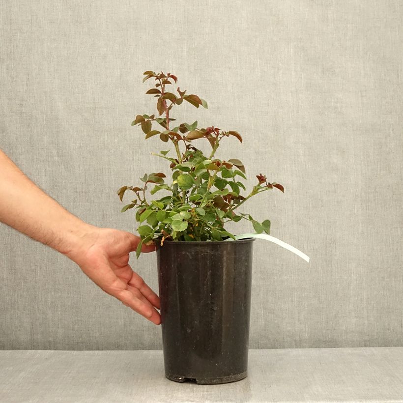 Esemplare di Rosa rampicante Florentina Vaso da 4L/5L consegnato in estate