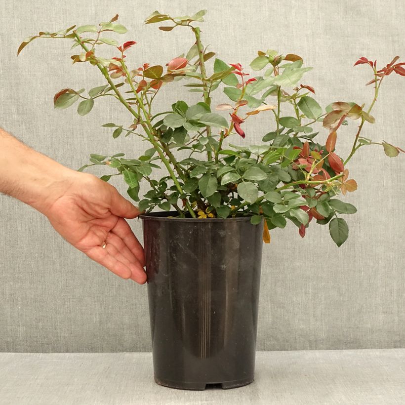 Esemplare di Rosa rampicante Florentina Vaso da 4L/5L consegnato in estate