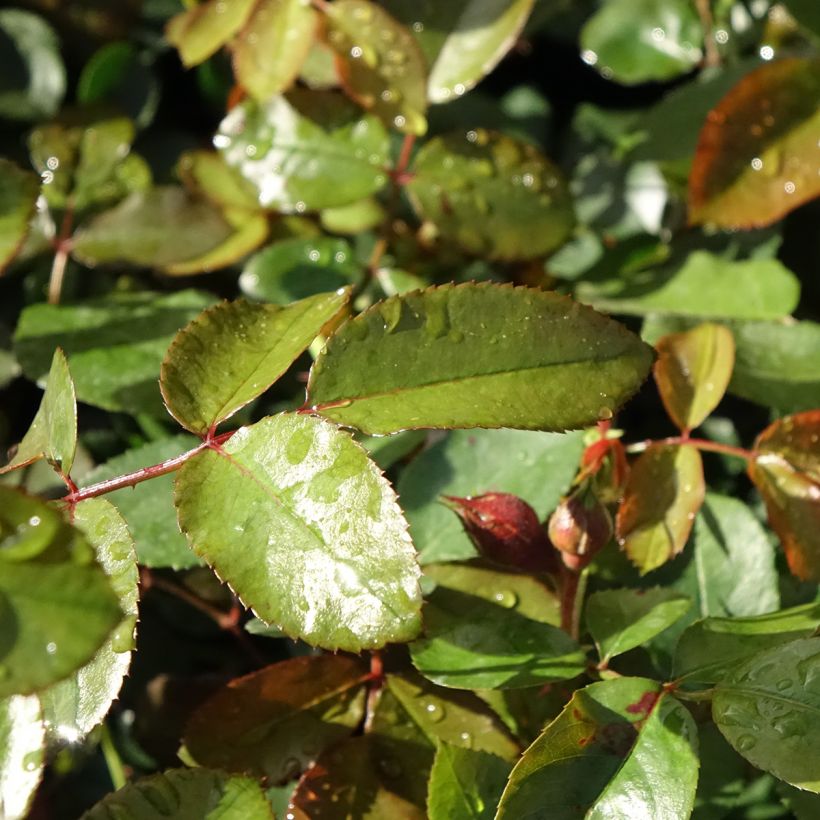 Rosa rampicante Florentina (Fogliame)