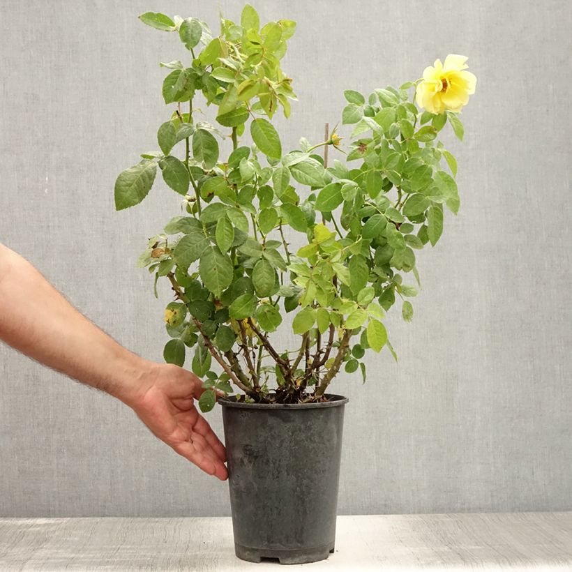Esemplare di Rosa Golden Boy - Rosa rampicante Vaso da 4L/5L consegnato in estate
