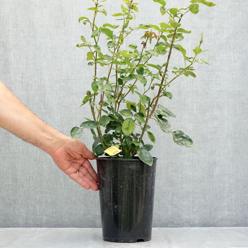 Esemplare di Rosa Golden Showers - Rosa rampicante Vaso da 4L/5L consegnato in estate