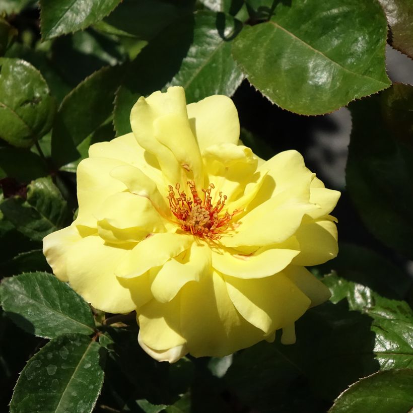 Rosa Golden Showers - Rosa rampicante (Fioritura)