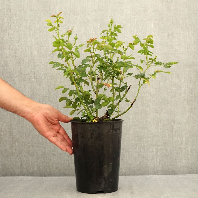 Esemplare di Rosa rampicante Goldfassade Vaso da 4L/5L consegnato in estate