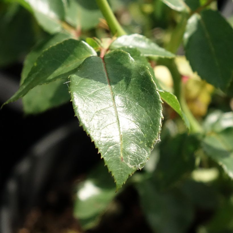 Rosa rampicante Goldfassade (Fogliame)