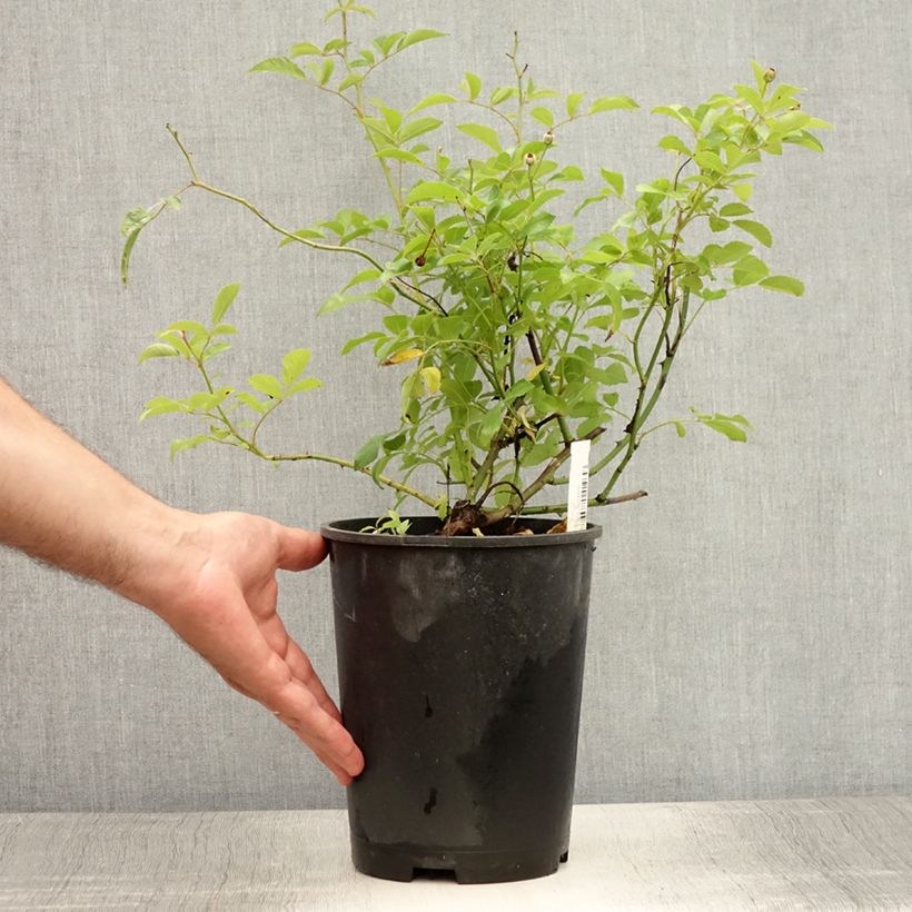 Esemplare di Rosa rampicante Guirlande d'Amour Vaso da 4L/5L consegnato in estate