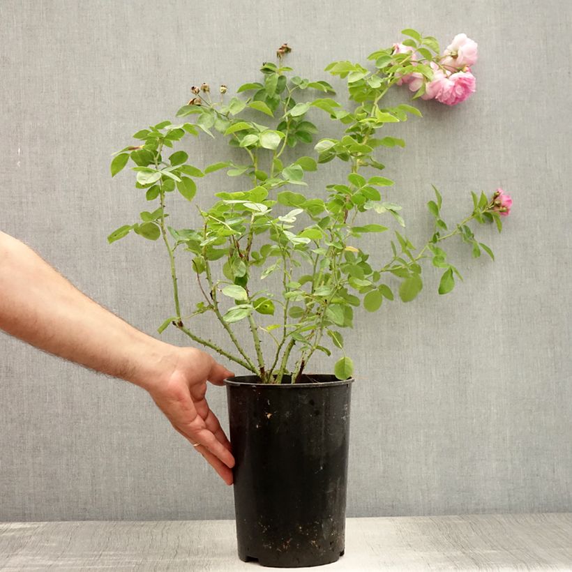 Esemplare di Rosa rampicante Jasmina Vaso da 4L/5L consegnato in estate