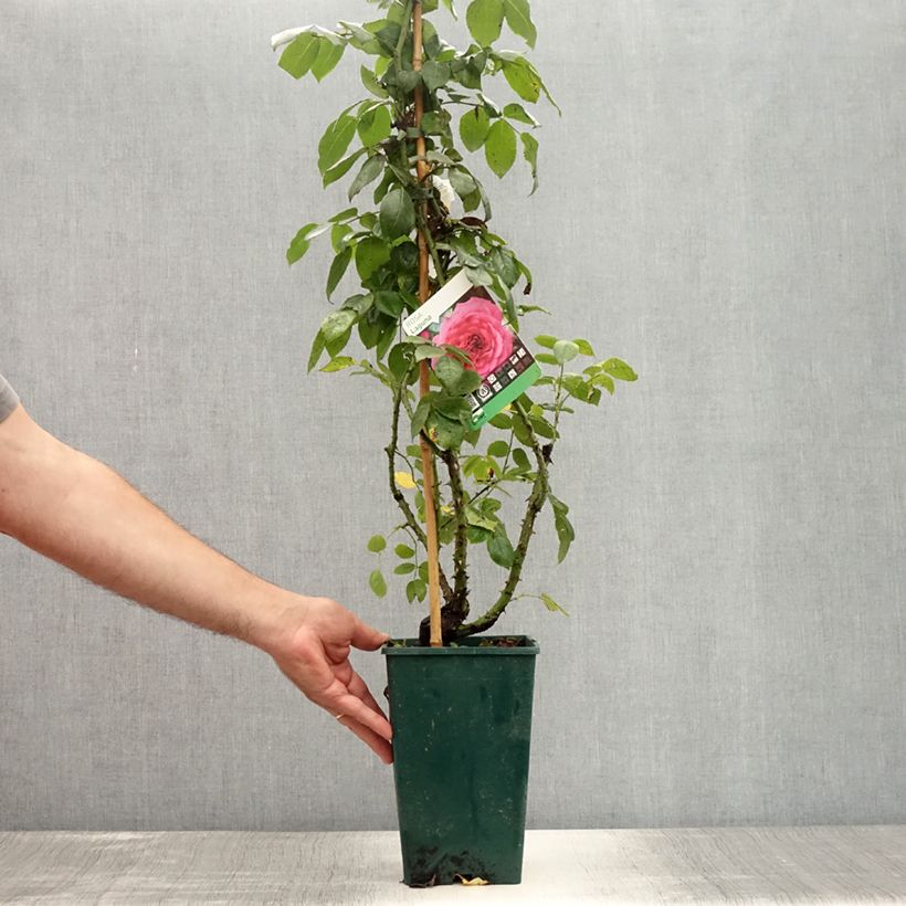 Esemplare di Rosa rampicante Laguna Vaso da 4L/5L consegnato in estate
