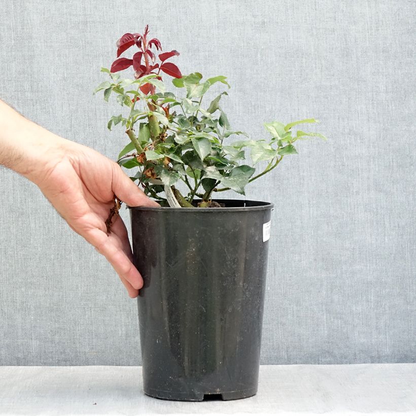 Esemplare di Rosa Red Flame - Rosa rampicante Vaso da 4L/5L consegnato in estate