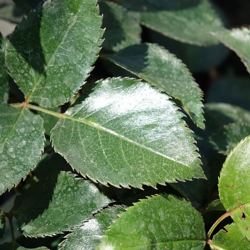 Rosa Red Flame - Rosa rampicante (Fogliame)
