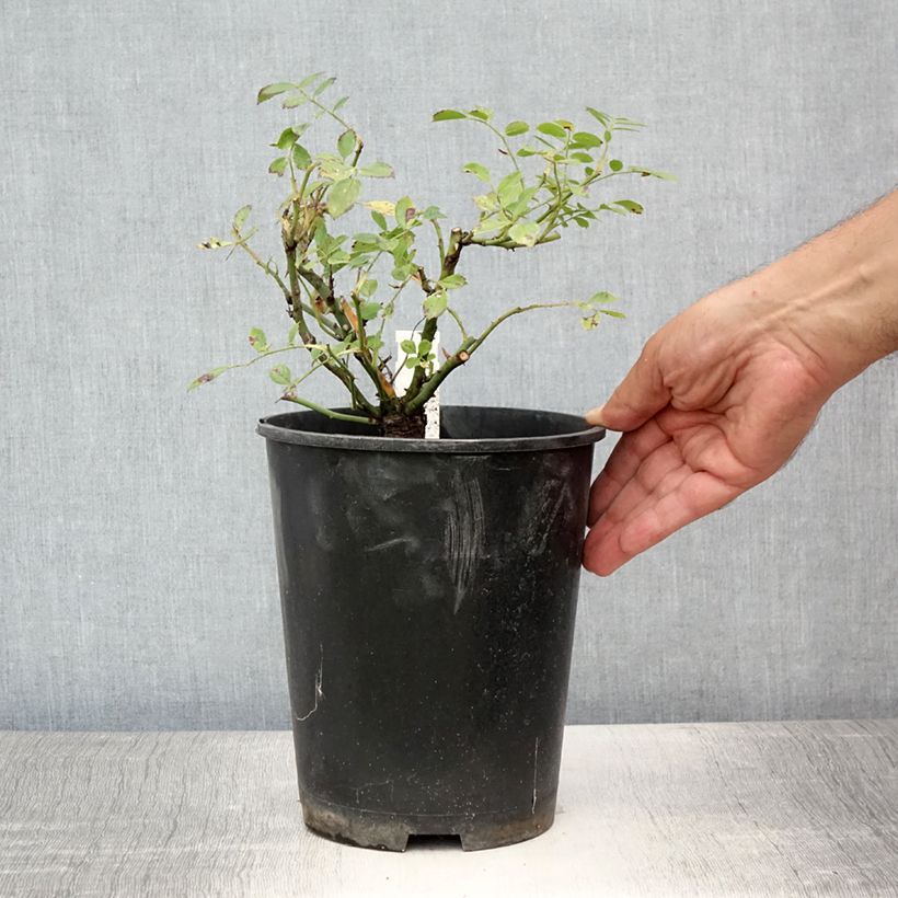 Esemplare di Rosa rampicante Libertas Vaso da 4L/5L consegnato in estate