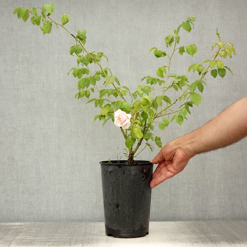 Esemplare di Rosa rampicante Madame Alfred Carrière Vaso da 4L/5L consegnato in estate