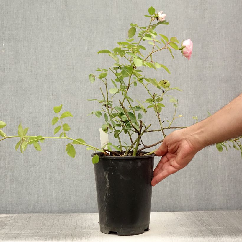 Esemplare di Rosa rampicante Mini Eden Rose Vaso da 4L/5L consegnato in estate