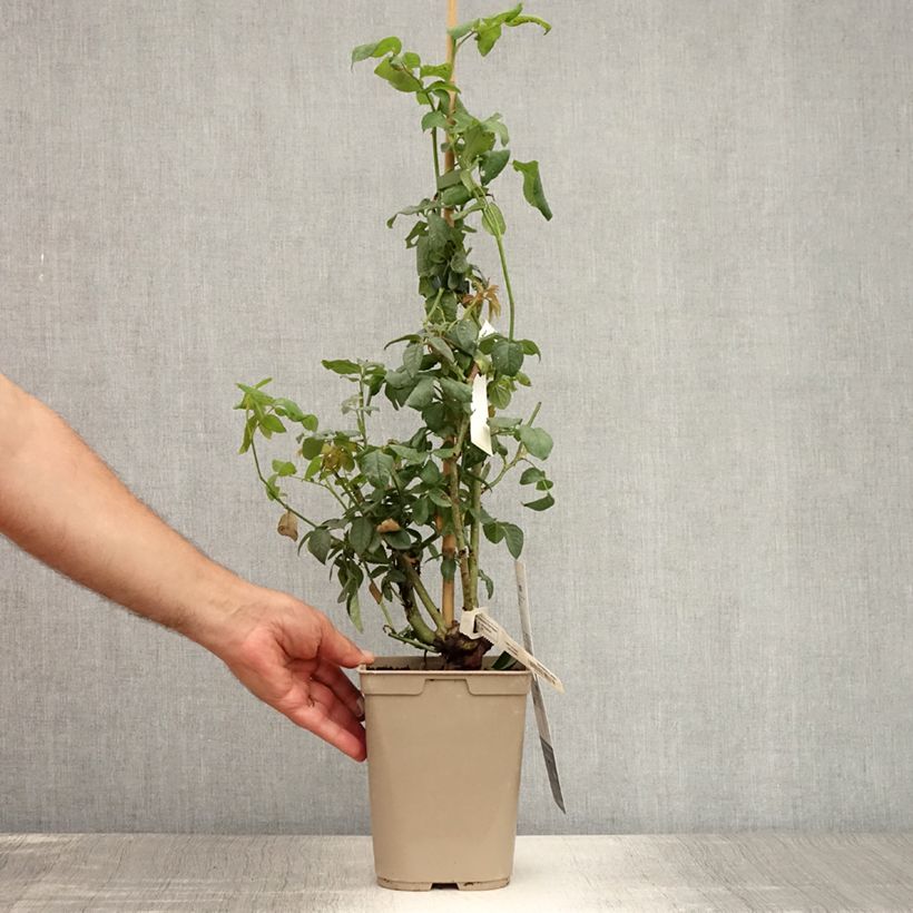 Esemplare di Rosa rampicante Nahéma Vaso da 3L/4L consegnato in estate
