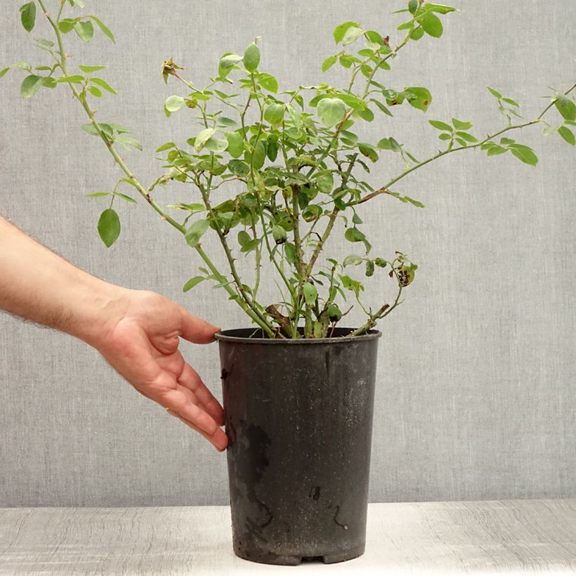 Esemplare di Rosa wichuraiana New Dawn - Rosa rampicante Vaso da 4L/5L consegnato in estate