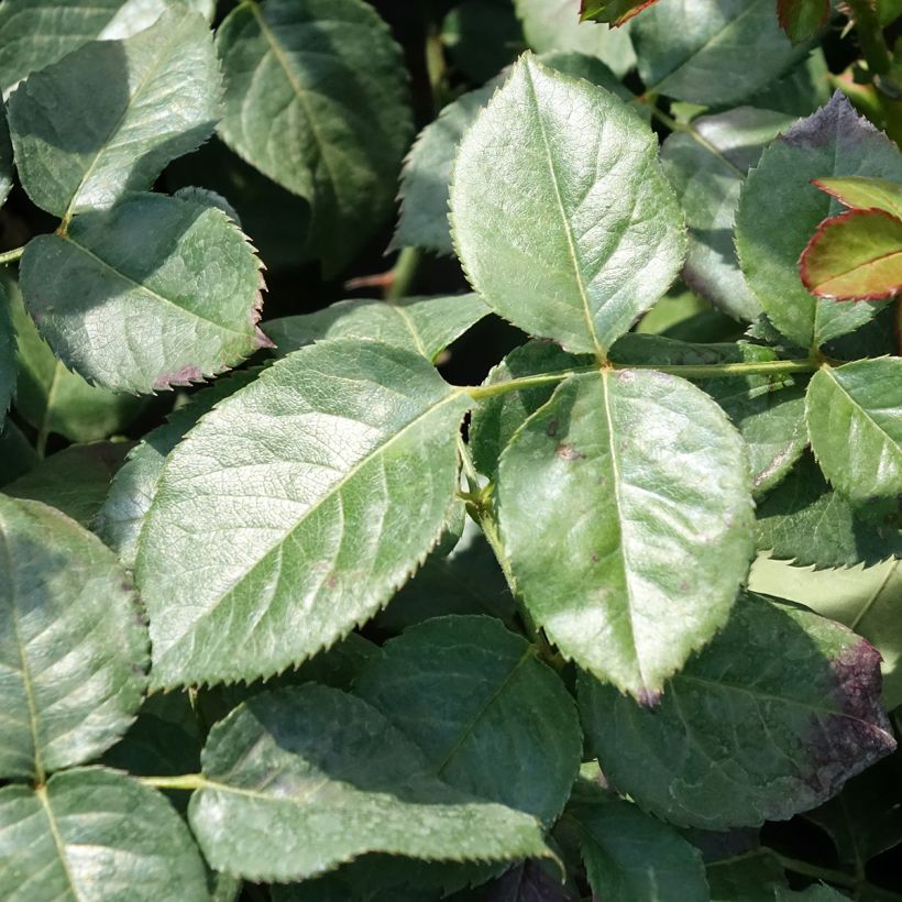 Rosa rampicante Oriental Peace (Fogliame)