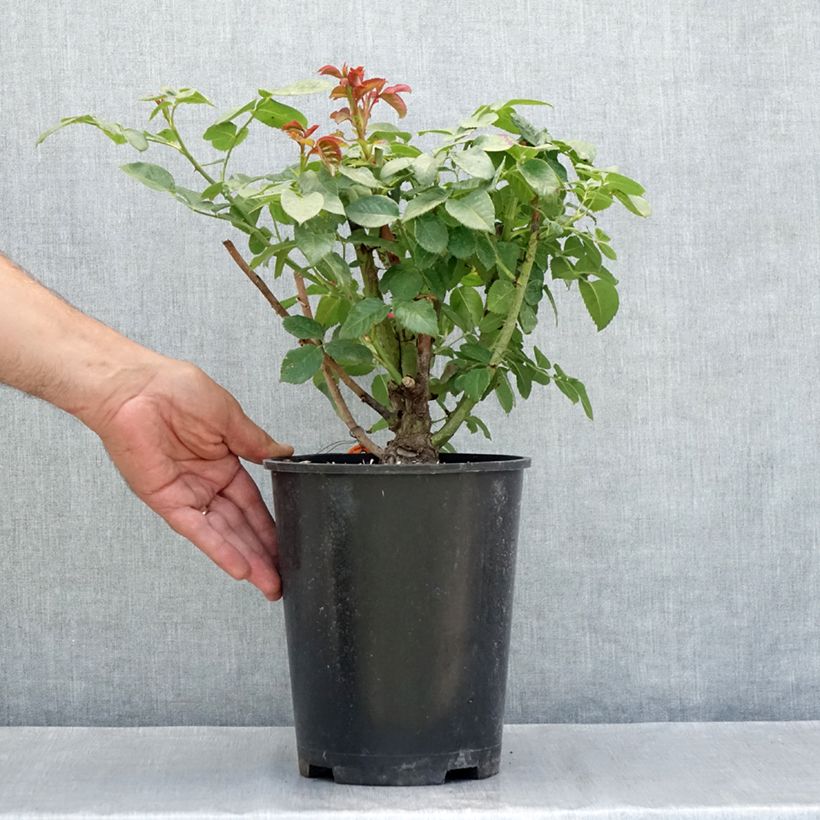Esemplare di Rosier grimpant Oriental Peace Vaso da 4L/5L consegnato in estate