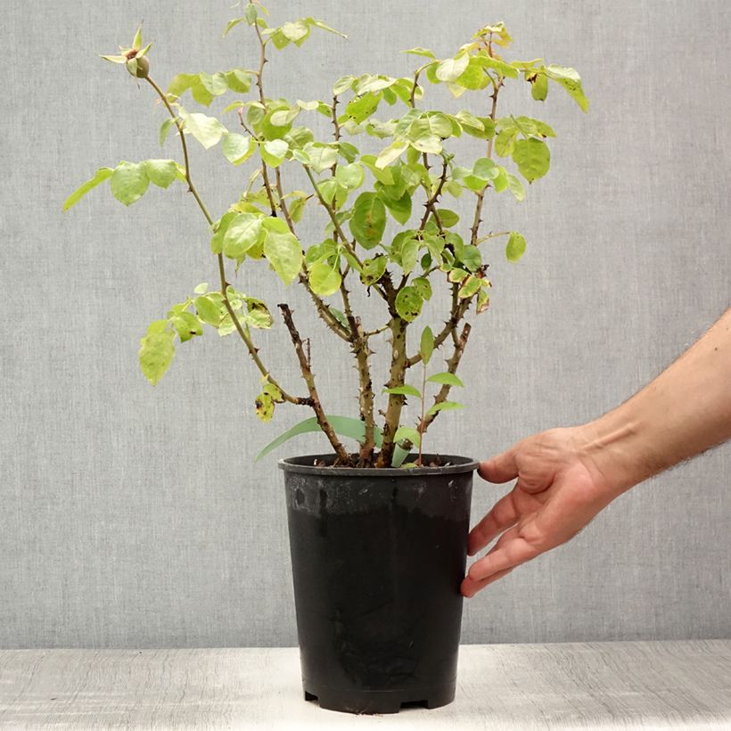 Esemplare di Rosa rampicante Ozeana Vaso da 4L/5L consegnato in estate