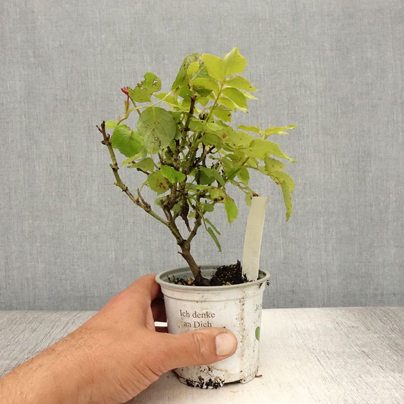 Esemplare di Rosa rampicante Palais Royal Vaso da Ø 10 cm/11 cm consegnato in estate