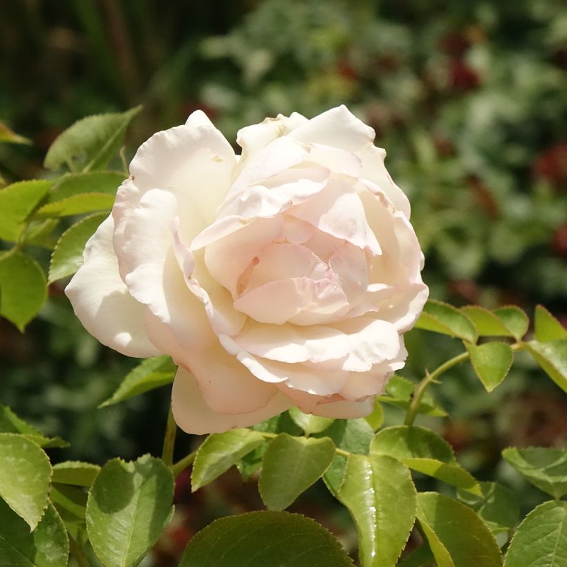 Rosa rampicante Palais Royal (Fioritura)