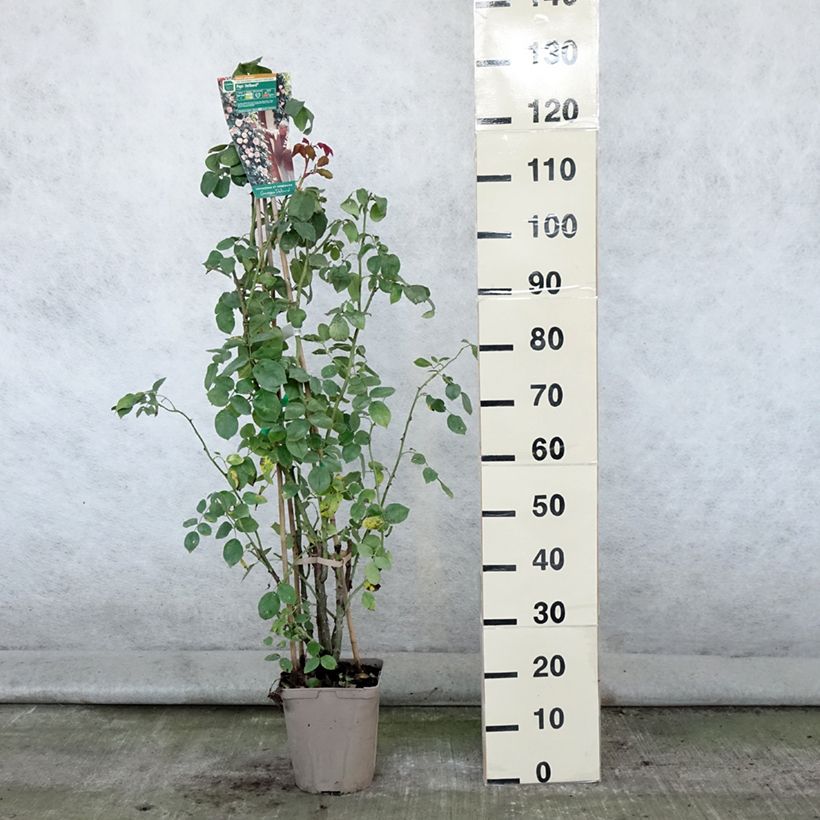 Esemplare di Rosa rampicante Papi Delbard 'Delaby' Vaso da 3L/4L consegnato in estate