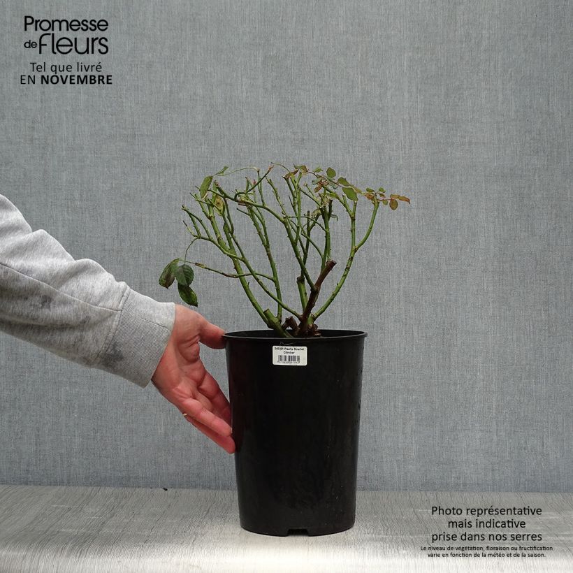 Esemplare di Rosa rampicante Paul's Scarlet Climber Vaso da 4L/5L come consegnato in autunno