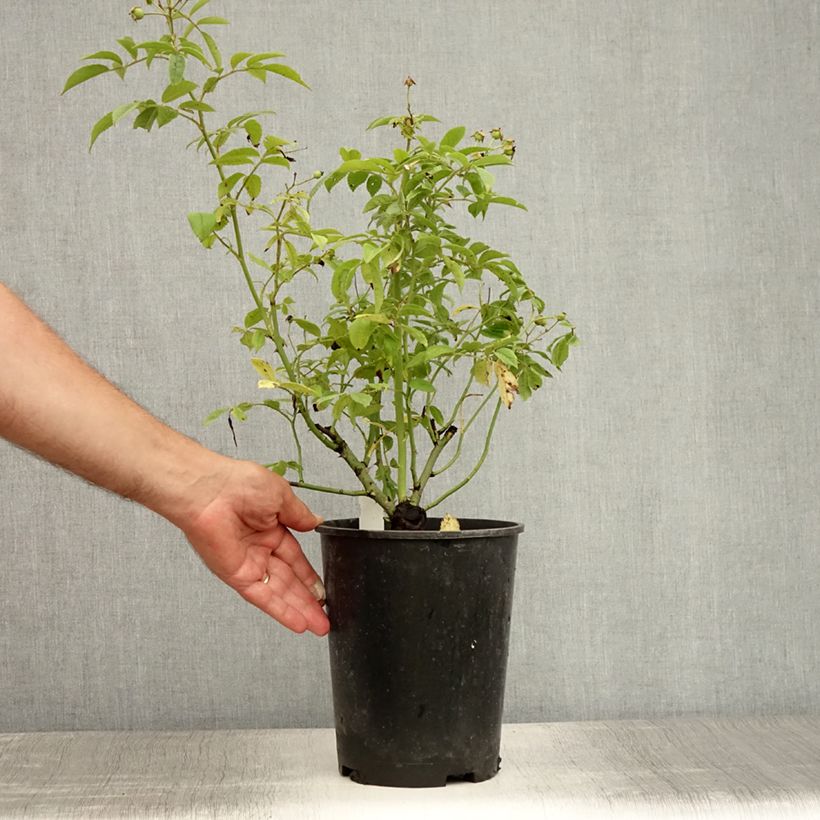 Esemplare di Rosa rampicante Perennial Blue Vaso da 4L/5L consegnato in estate