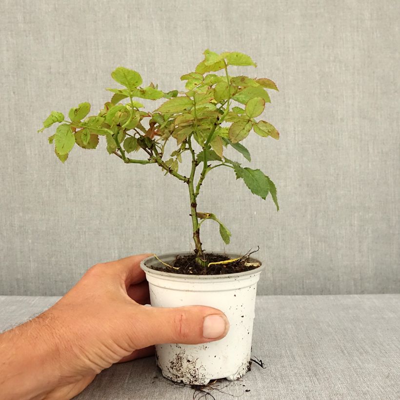 Esemplare di Rosa rampicante Pierre de Ronsard Vaso da Ø 10 cm/11 cm consegnato in estate