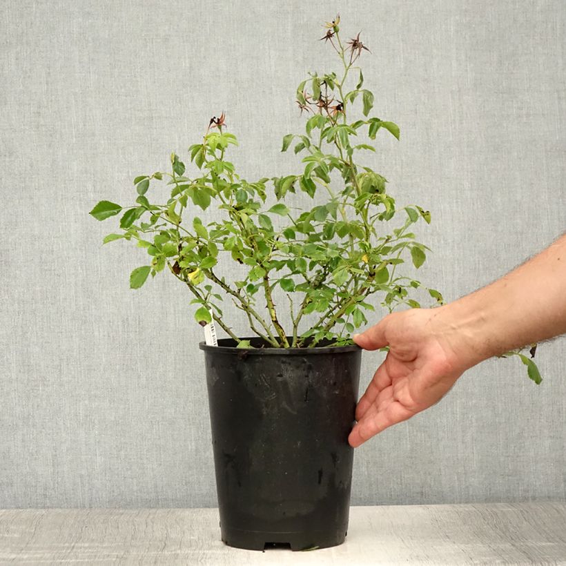 Esemplare di Rosa rampicante Rambling Rosie Vaso da 4L/5L consegnato in estate