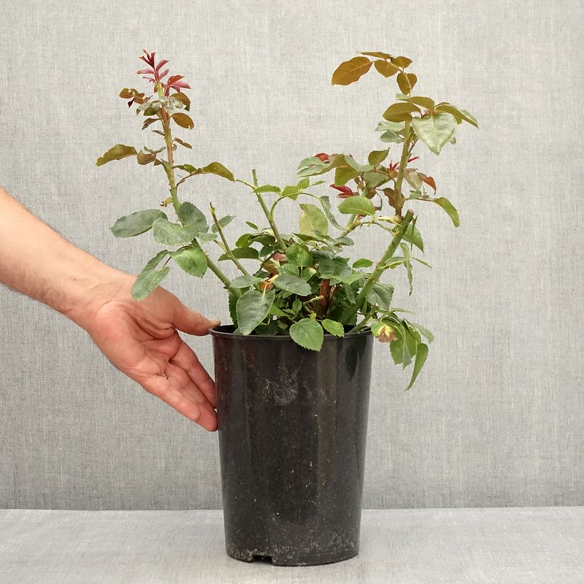 Esemplare di Rosa rampicante Red Eden Rose Vaso da 4L/5L consegnato in estate