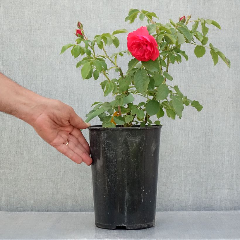 Esemplare di Rosa rampicante Rosarium Uetersen Vaso da 4L/5L consegnato in estate