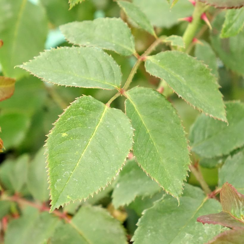 Rosa rampicante Klettermaxe (Fogliame)