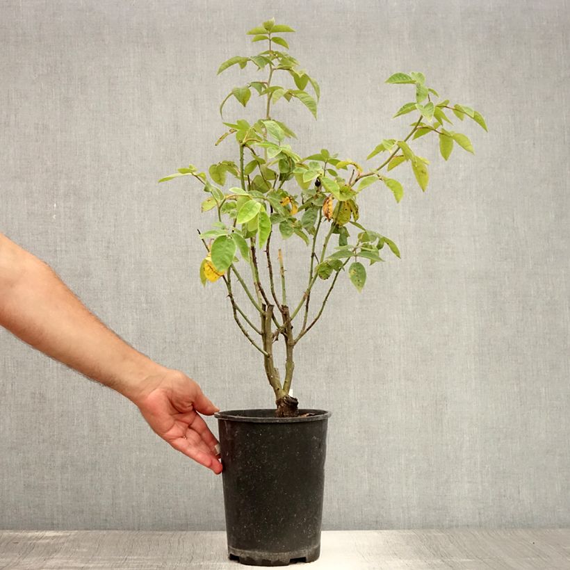 Esemplare di Rosa multiflora Seven Sisters Rose Vaso da 4L/5L consegnato in estate