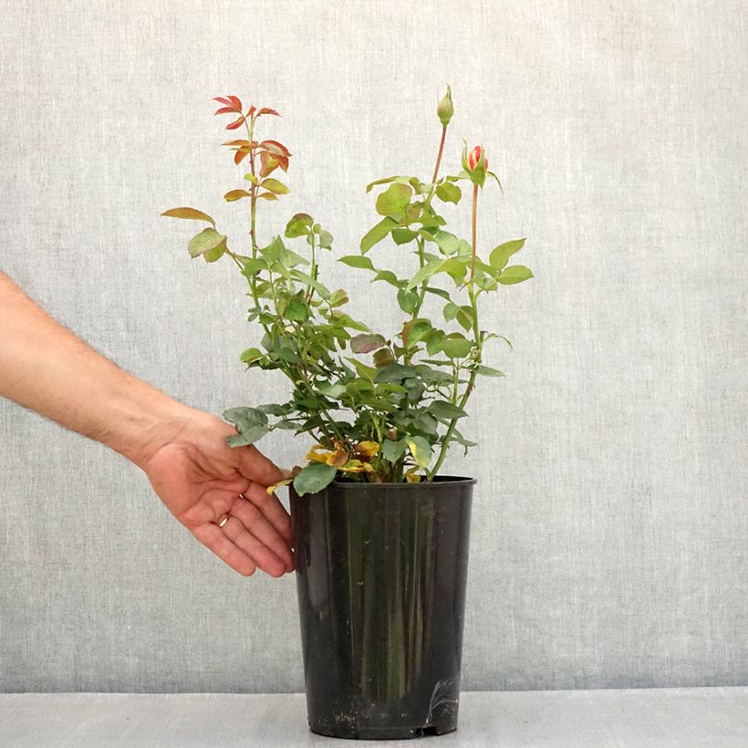 Esemplare di Rosa rampicante Shining Beauty Vaso da 4L/5L consegnato in estate