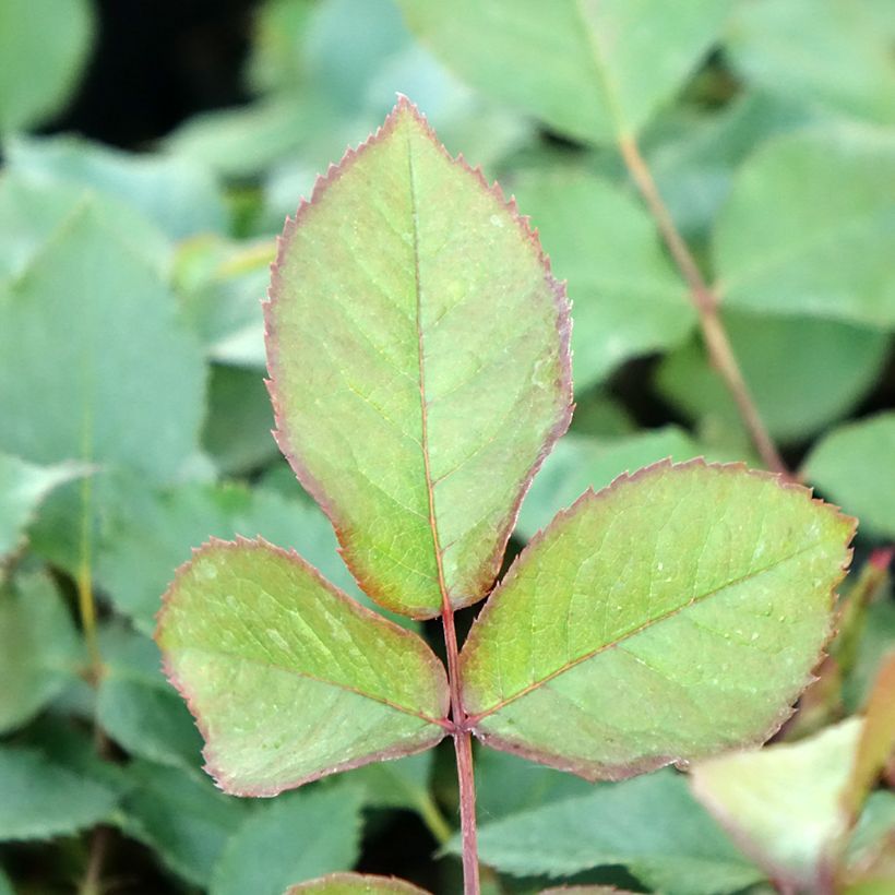 Rosa rampicante Shining Beauty (Fogliame)