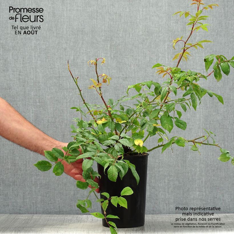 Esemplare di Rosa rampicante Siluetta Romantic Vaso da 4L/5L consegnato in estate