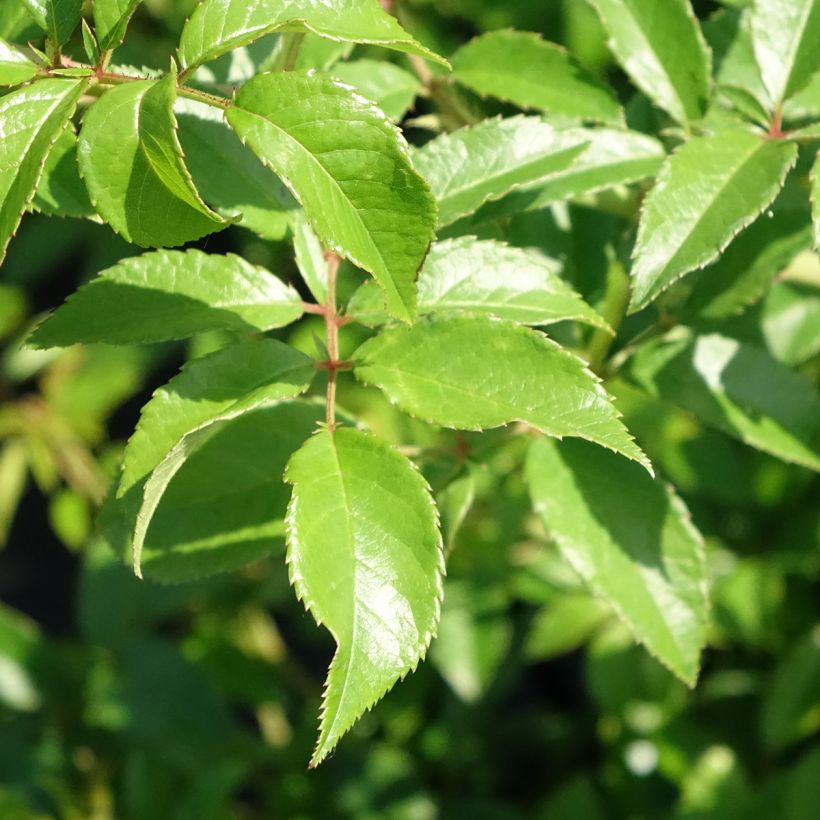 Rosa rampicante Siluetta Sunny (Fogliame)