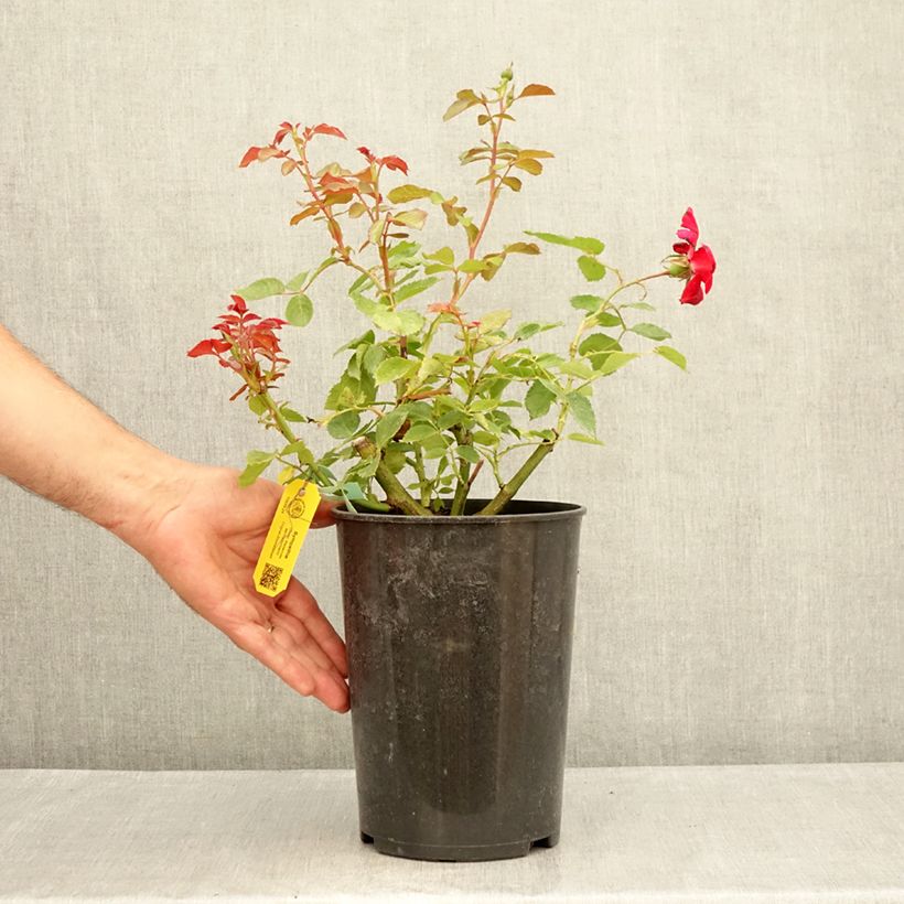 Esemplare di Rosa rampicante Sympathie Vaso da 4L/5L consegnato in estate