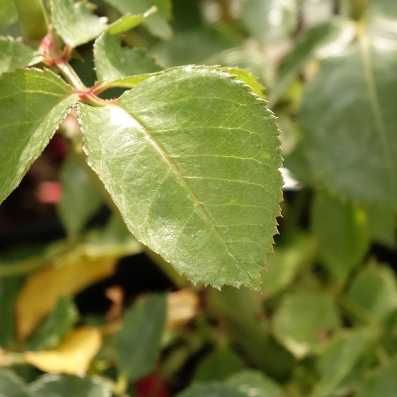 Rosa rampicante Sympathie (Fogliame)