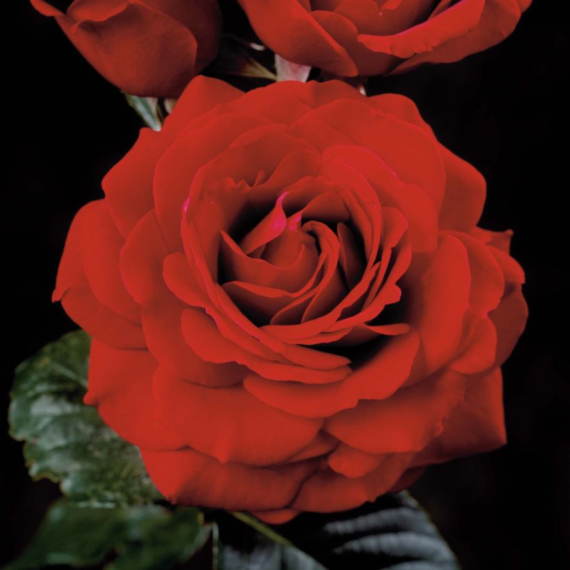 Rosa rampicante That's Jazz (Fioritura)