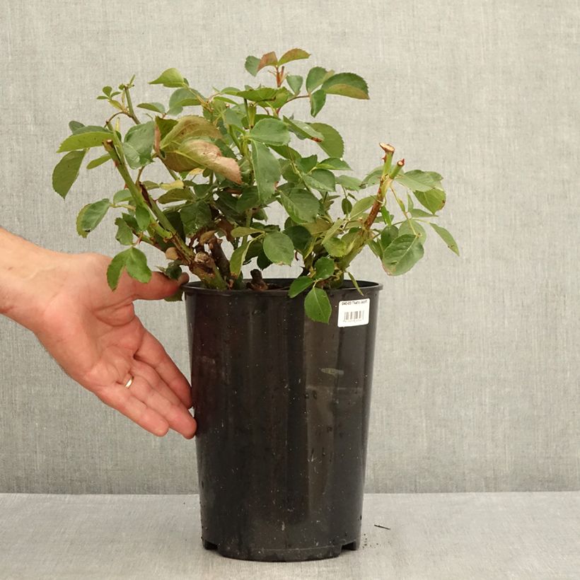 Esemplare di Rosa rampicante That's Jazz Vaso da 4L/5L consegnato in estate