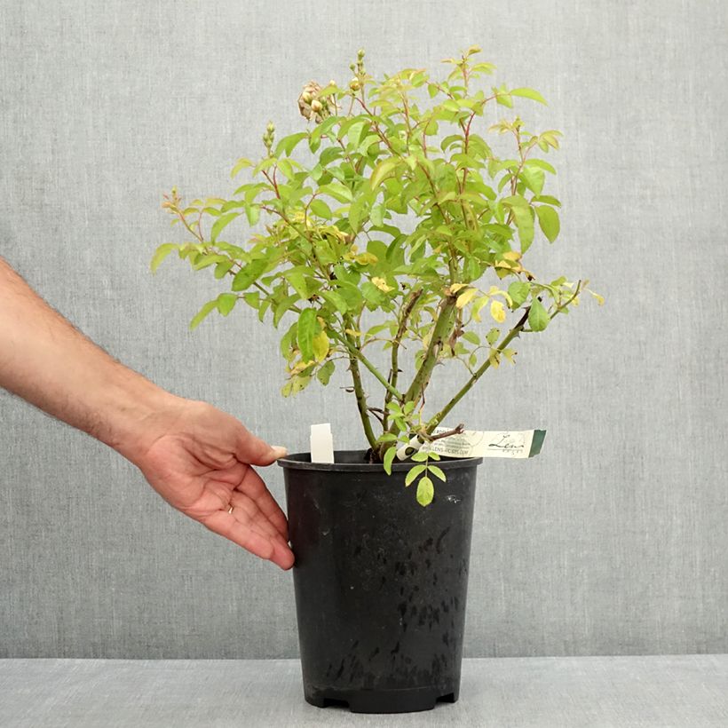 Esemplare di Rosa moschata Trier - Rosa moscata rampicante Vaso da 4L/5L consegnato in estate