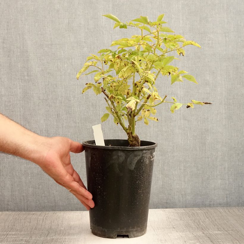Esemplare di Rosa wichuraiana Veilchenblau - Rosa rampicante Vaso da 4L/5L consegnato in estate