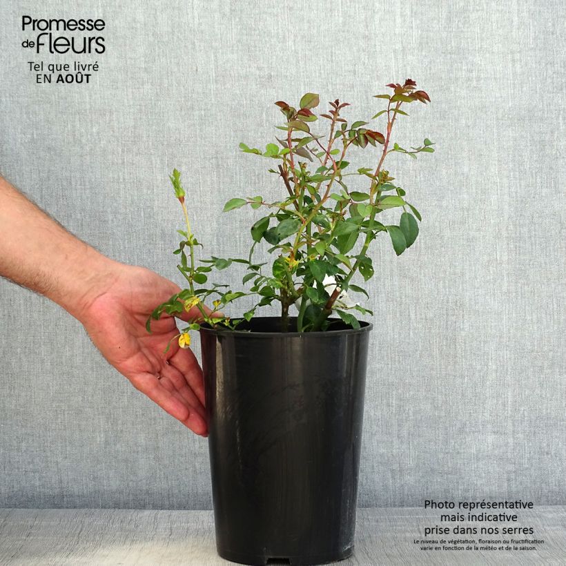 Esemplare di Rosa wichuraiana White New Dawn - Rosa rampicante Vaso da 4L/5L consegnato in estate